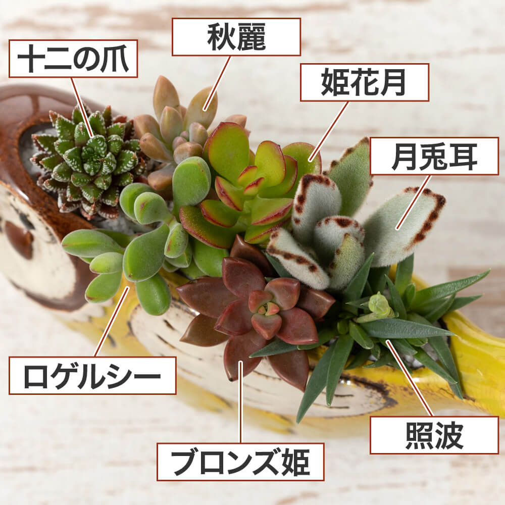 楽天市場 観葉植物 寄せ植え ほっこりフクロウ のんびりゾウさん 観葉植物 多肉植物 インテリア グリーン 観葉 鉢植え 誕生日プレゼント 記念日 結婚記念日 誕生日 ギフト 送別会 結婚 お祝い 新築祝い おしゃれ 室内 屋外 イイハナ ドットコム