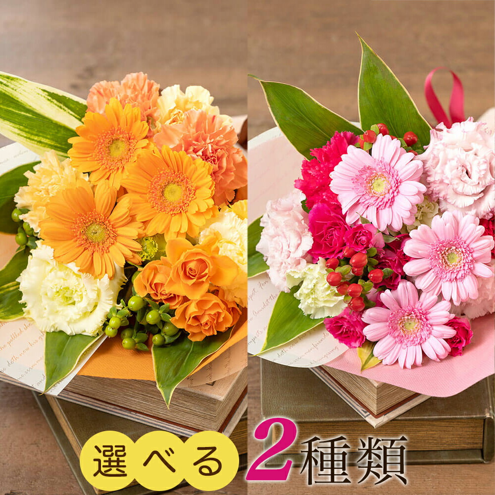 楽天市場】苗 ミニ ガーベラ 1鉢 3.5号ポット ポップカラー変わり咲き