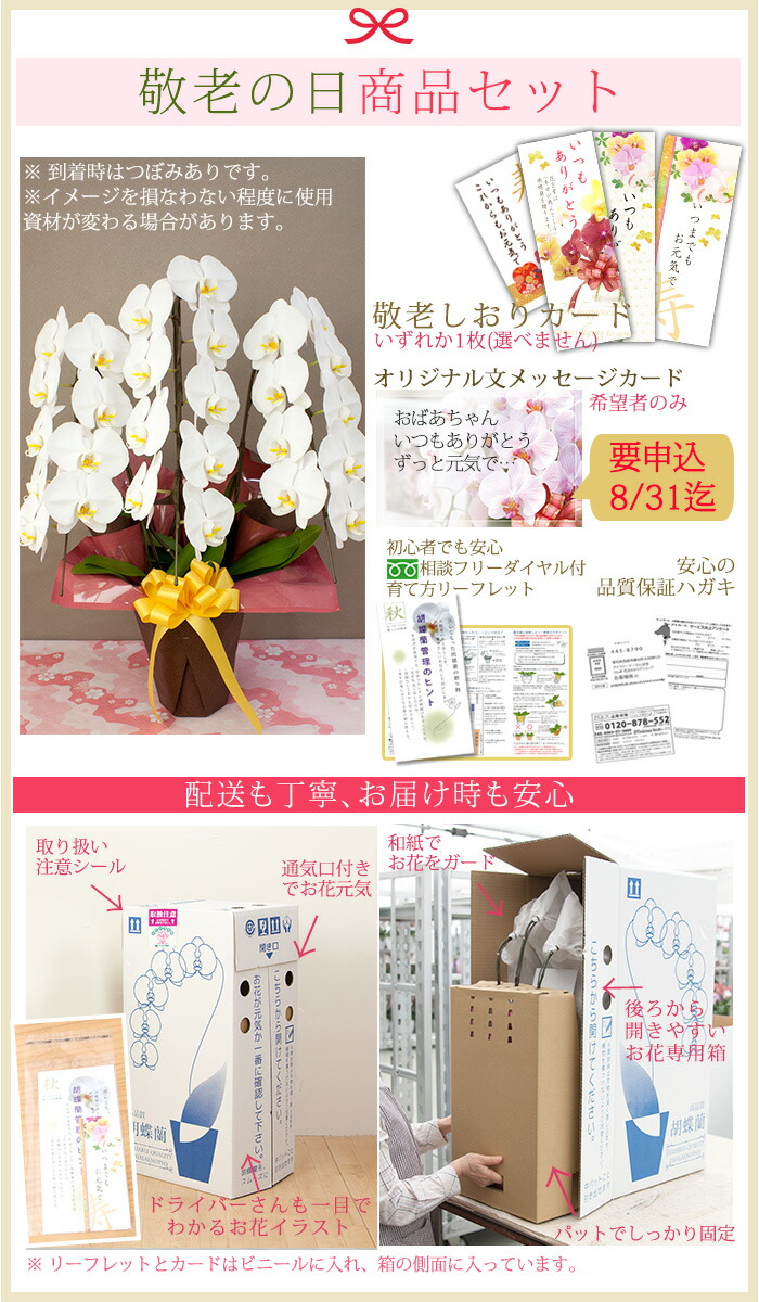 楽天市場 早期特典 ポイント10倍 敬老の日21 大輪胡蝶蘭 3本立ち 24輪以上 ラッピング付き 敬老ギフト プレゼント 送料無料 花 鉢花 鉢植え R K21 C 胡蝶蘭専門農園 Iファーマーらんぼ