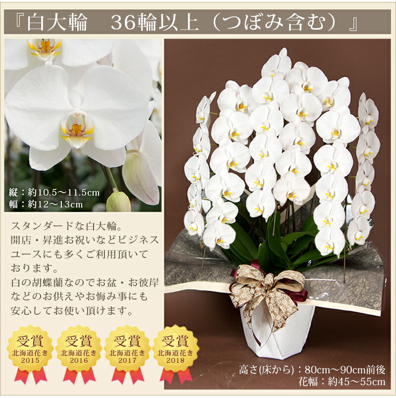 胡蝶蘭 大輪 ３本立ち R Tai0009 F ギフト 結婚記念日 花 満開も選択可 蕾含む33輪以上 送料無料 開院祝い お祝い 開店祝い お供え ヤマト 開業祝い 金婚式 誕生日