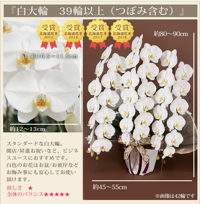 褒章叙勲受賞祝い受章祝い移転昇進栄転３本立ち就任大輪還暦花 観葉植物送料無料専門農園直営胡蝶蘭大輪３本 立ち蕾含む39輪以上お祝い花開店祝い開業祝い株主総会