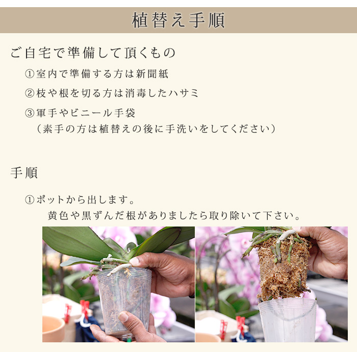 楽天市場 送料無料 ３株分 ミディ胡蝶蘭 植替えセット 植え替え 植えかえ 育成 G Uekae02 胡蝶蘭専門農園 Iファーマーらんぼ