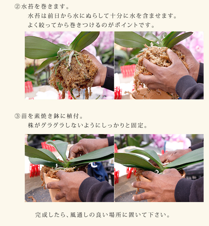 楽天市場 送料無料 ３株分 ミディ胡蝶蘭 植替えセット 植え替え 植えかえ 育成 G Uekae02 胡蝶蘭専門農園 Iファーマーらんぼ