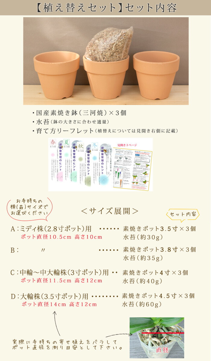 楽天市場 送料無料 ３株分 ミディ胡蝶蘭 植替えセット 植え替え 植えかえ 育成 G Uekae02 胡蝶蘭専門農園 Iファーマーらんぼ