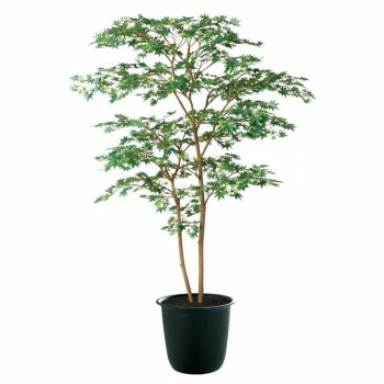 正規通販 Toka 送料無料 人工樹木 観葉植物 ガーデニング Diy 防殺虫 レビュー投稿 で次回使える00円クーポン全員にプレゼントガーデニング 花 植物 ｄｉｙ Fst ヤマモミジ株立 イーグルアイ店レビュー投稿で次回使える00円クーポン全員にプレゼント