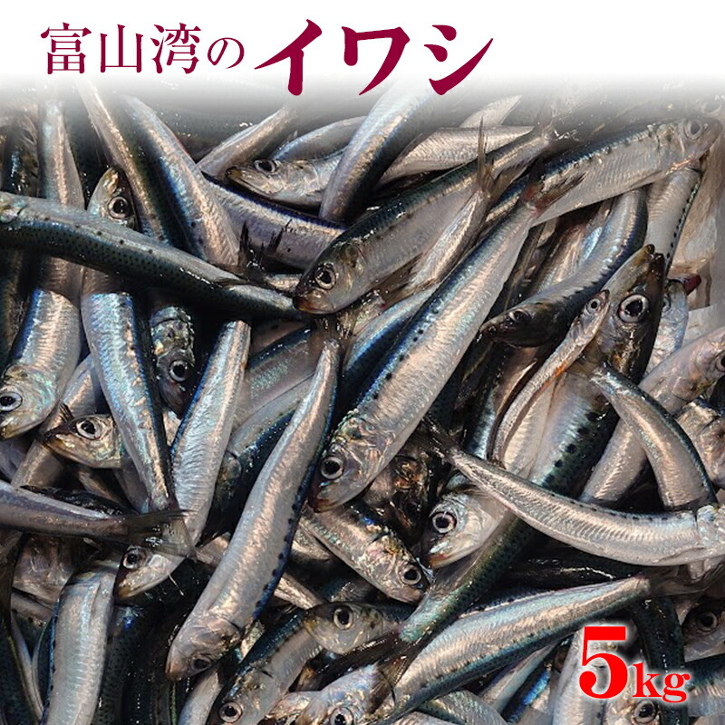 【楽天市場】富山湾のイワシ 送料無料 5kg いわし 中羽 大羽 刺身 塩焼き 煮つけ 酒の肴 ご飯のお供 鰯 富山 新鮮 お買い得 大人気 五本水産 珍味 富山 お祝い ごちそう 刺身 お取り寄せ グルメ 海鮮 業務用 業者向け 大容量 お得用 お取り寄せグルメ:かいものパレット