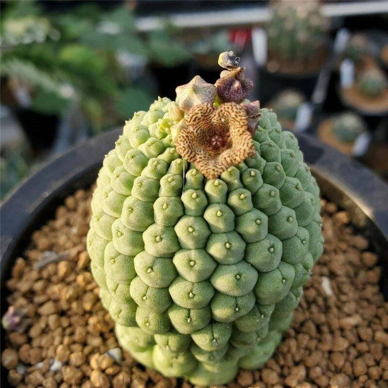 LF44 多肉植物 サボテン テフロカクタス ゲオメトリクス 3玉 6個セット テフロカクタス・ゲオメトリクス 栽培記録の紹介 – ゆるぷ