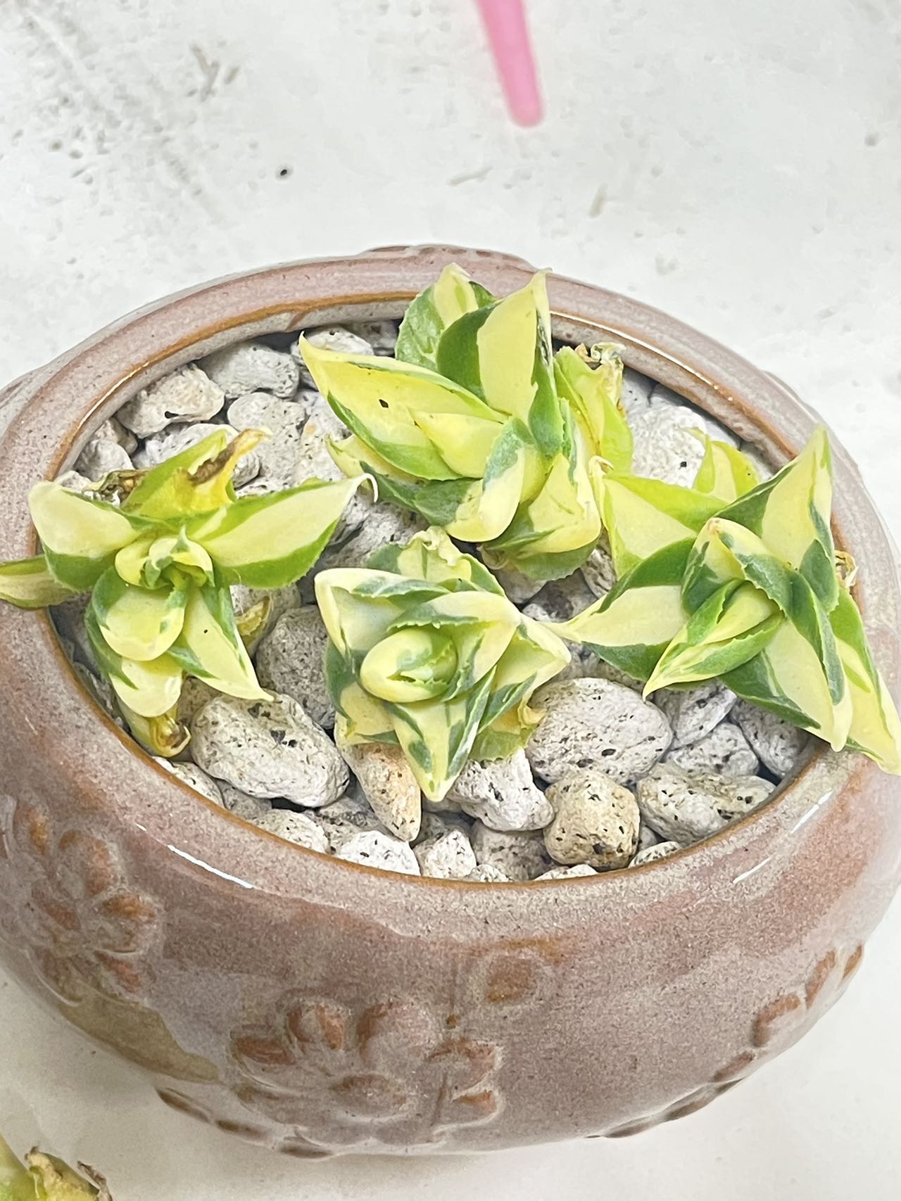 楽天市場】韓国苗 多肉植物 エケベリア 30苗入り 2.5-4cm : Easy life 