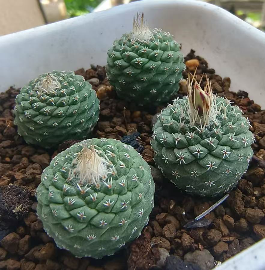 【希少ギムノ】白肌扁平エスペランザエ ギムノカリキウム 太平丸 菊水 帝冠 銀冠 希少ギムノ】白肌扁平エスペランザエ ギムノカリキウム 太平丸