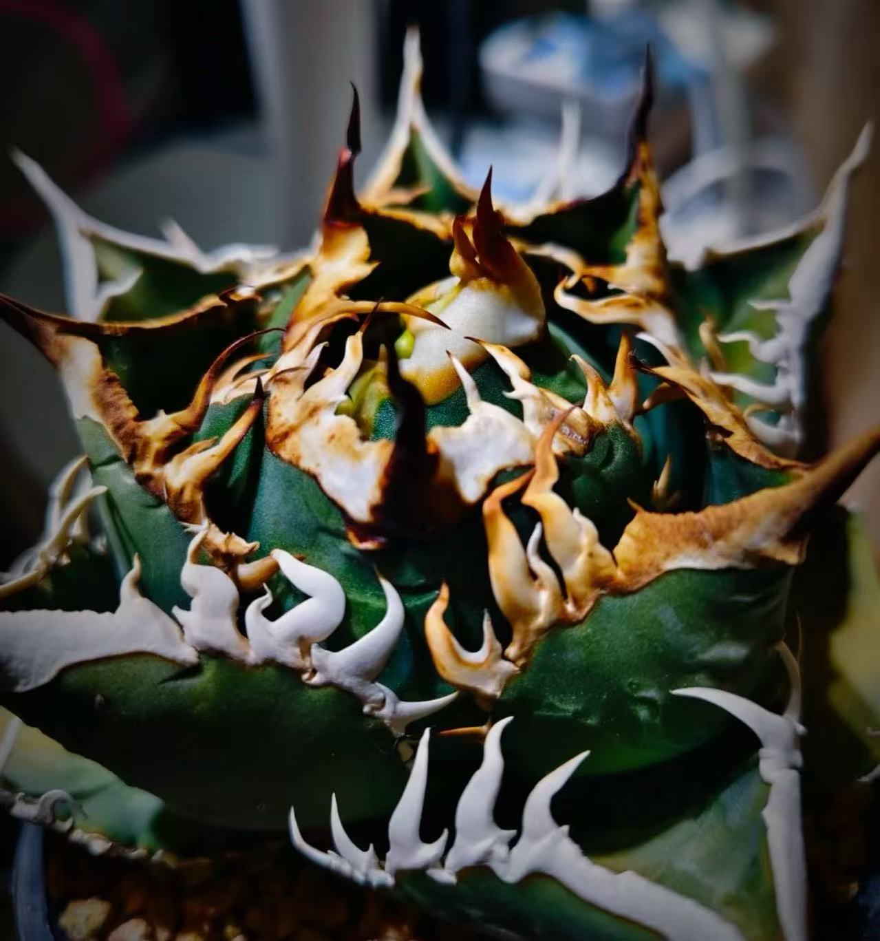 楽天市場】アガベ チタノタ （ HX)黒犀白鯨 スーパーチタノタ 悪魔くん