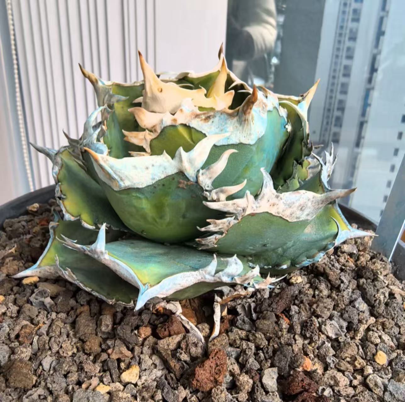 アガベ zenzen 楽天市場】アガベ チタノタ ジ・レン・レン・クラウン ［姬仁