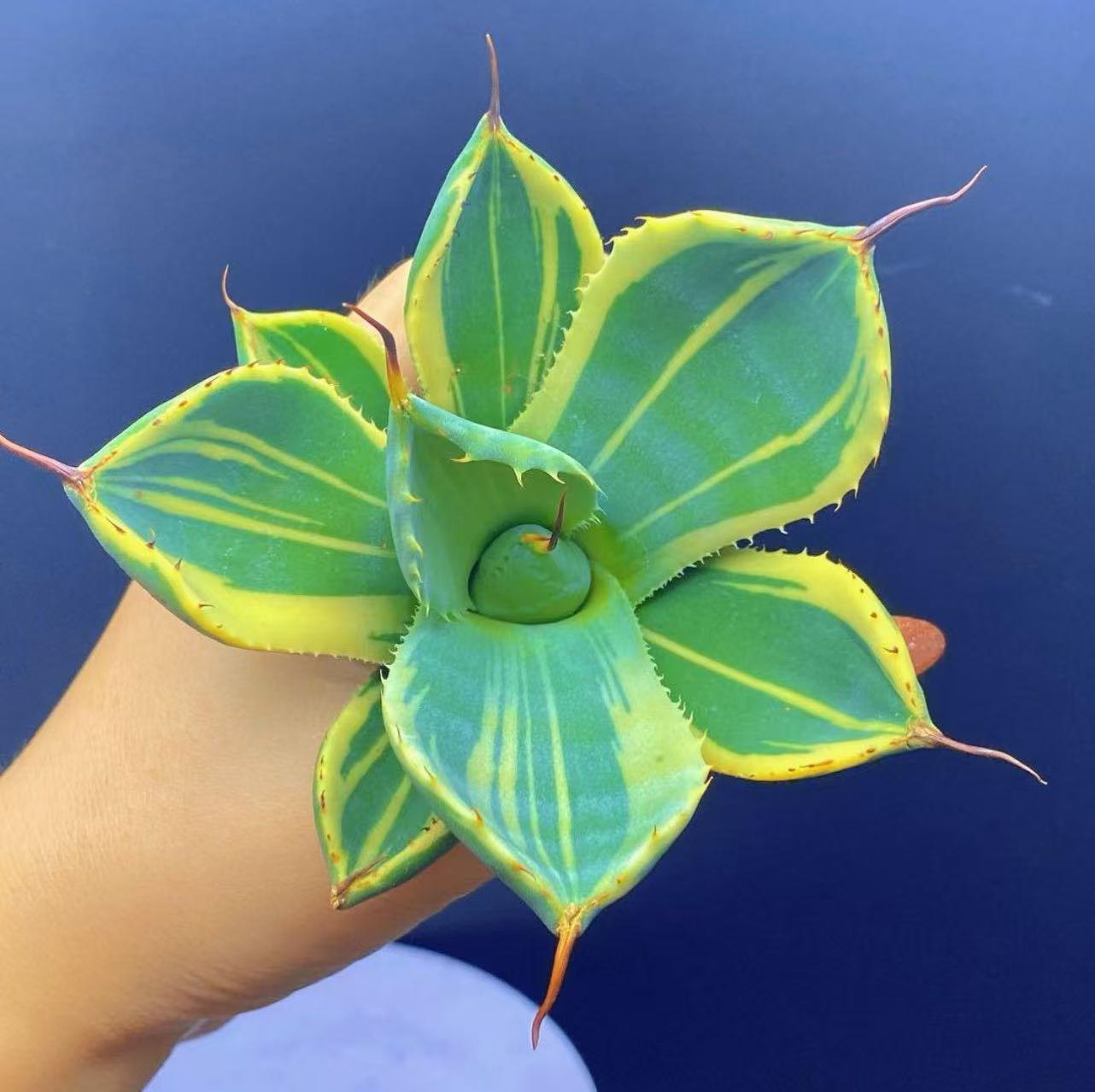 楽天市場】アガベ チタノタ ダイヤモンドレッドライオン ［紅獅］子株