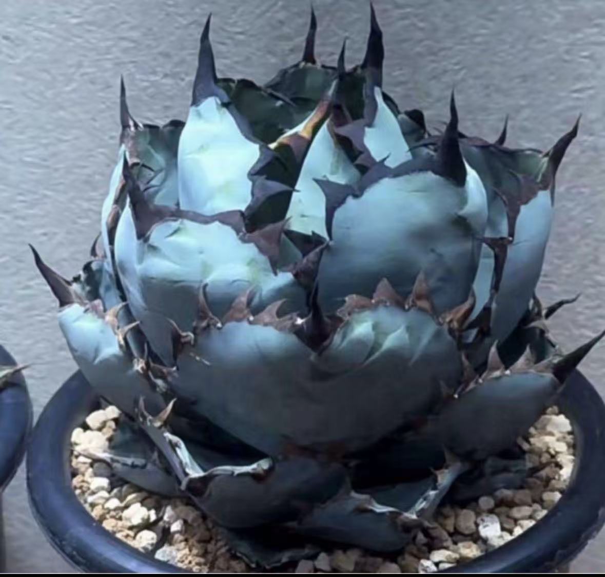 楽天市場】特選子株 強刺 アガベ チタノタ 白鯨 稿斑錦 厚い葉特選美品