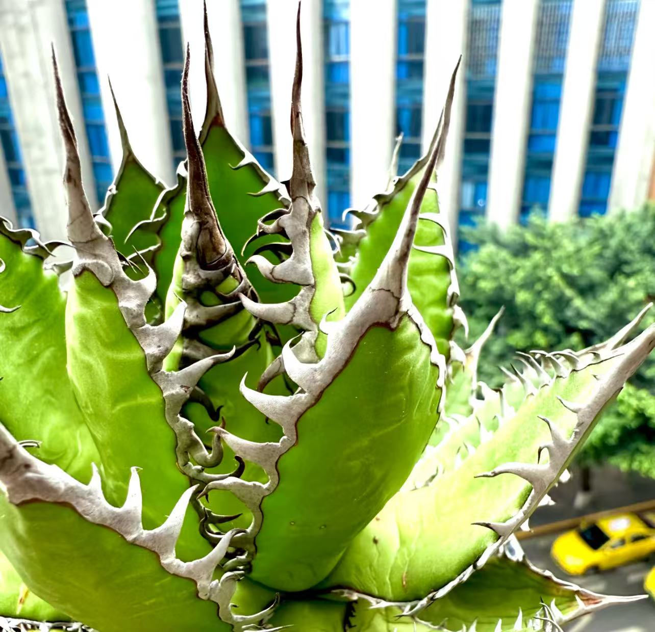 楽天市場】アガベ チタノタ ダイヤモンドレッドライオン ［紅獅］子株