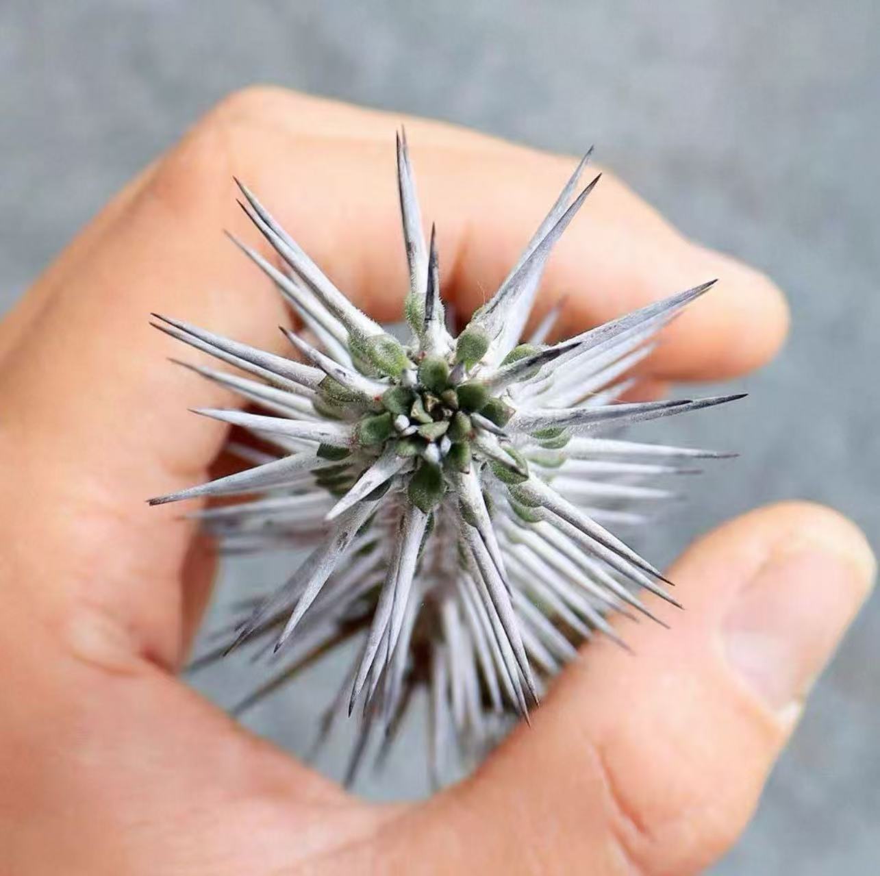 楽天市場】多肉植物 サボテン 菊水 実生苗 約2.5cm-3cm 高級株