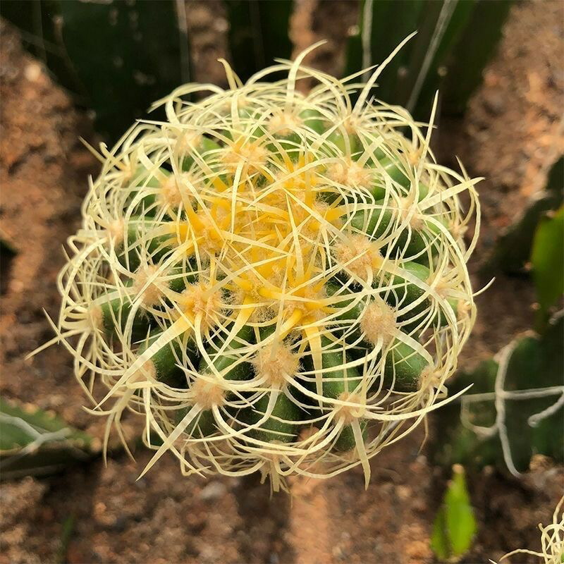 特選株　短棘　狂棘　鬼棘　天平丸　③ 特選株 短棘 狂棘 鬼棘 天平丸 ③ 特選株短棘狂