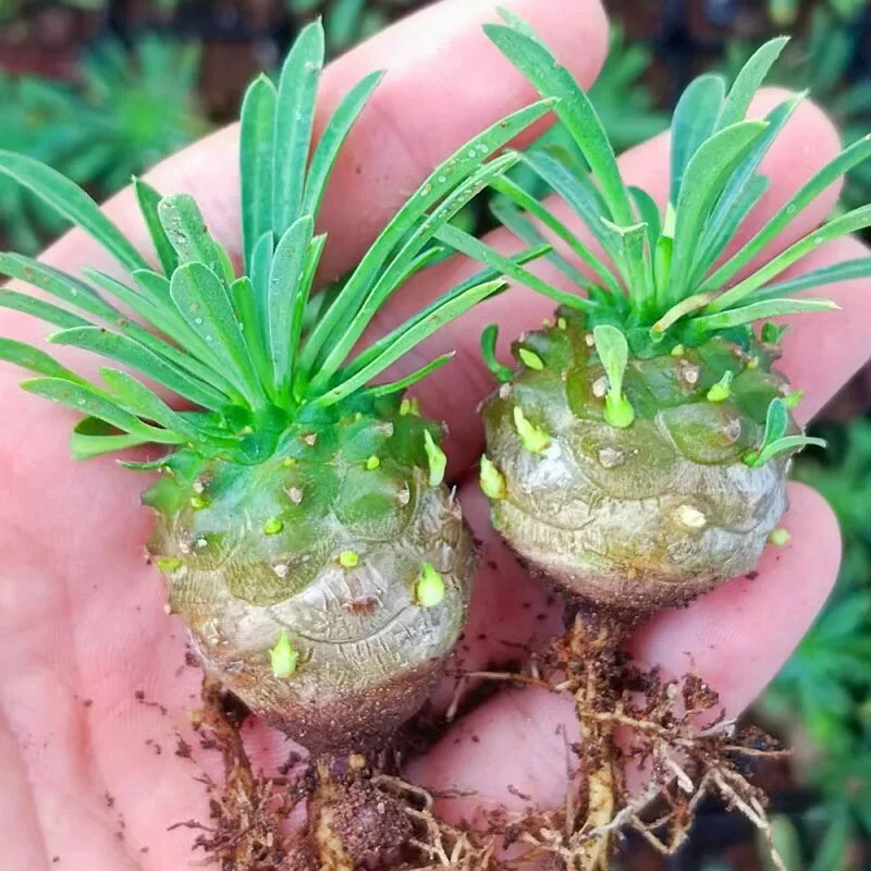 LF14 サボテン 菊 水実生苗 12本セット 楽天市場】多肉植物 サボテン 菊水 実生苗 約2.5cm-3cm 高級株