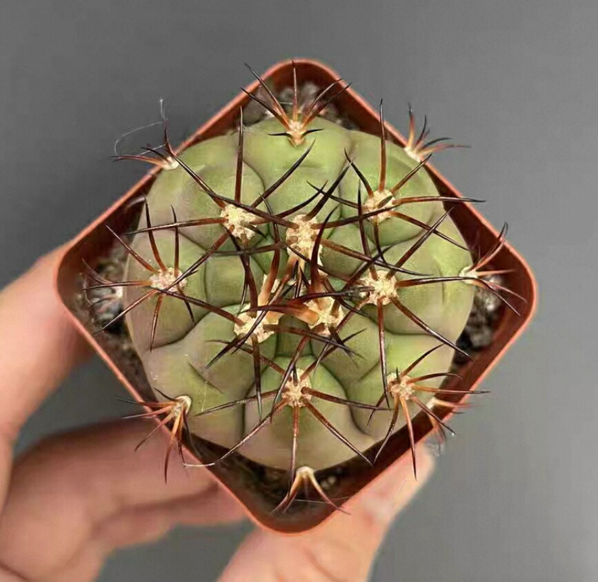 楽天市場】多肉植物 サボテン 菊水 実生苗 約2.5cm-3cm 高級株