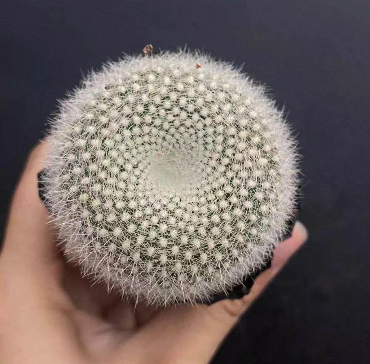 Y6-A246【一点物】人気実生サボテン 特選開花大株 多肉植物 花サボテン Y6-A246【一点物】人気実生サボテン 特選開花大株 多肉植物 花