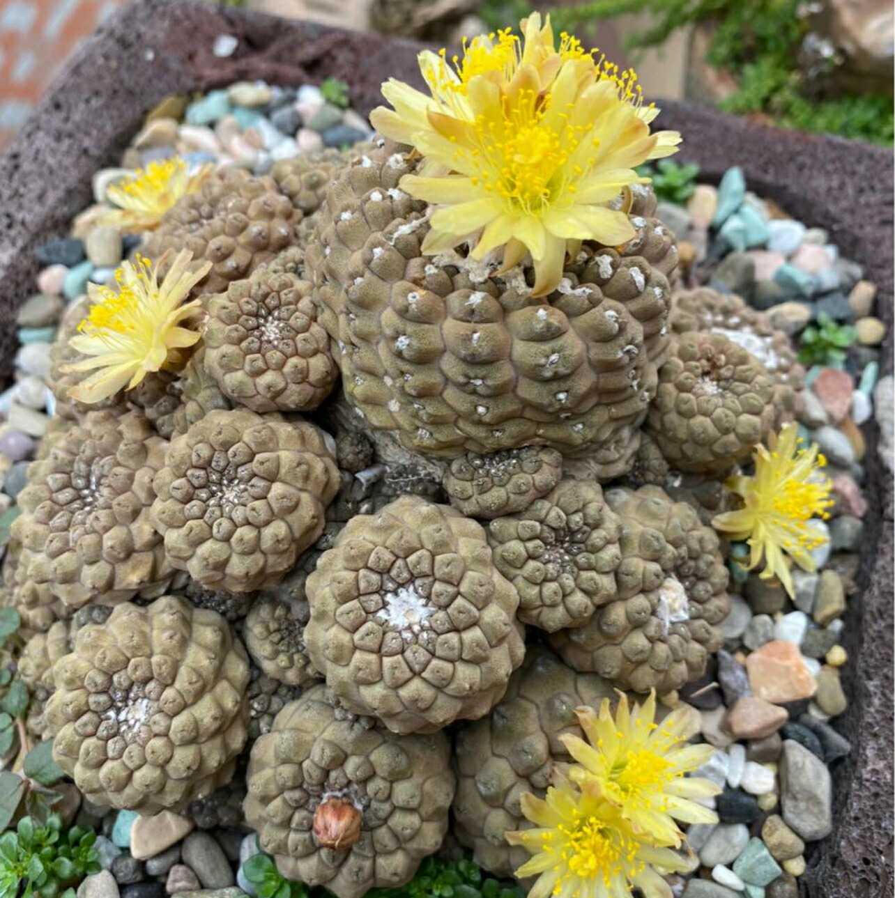 LF15 サボテン 菊水 実生苗 12本セット 楽天市場】多肉植物 サボテン 菊水 実生苗 約2.5cm-3cm 高級株