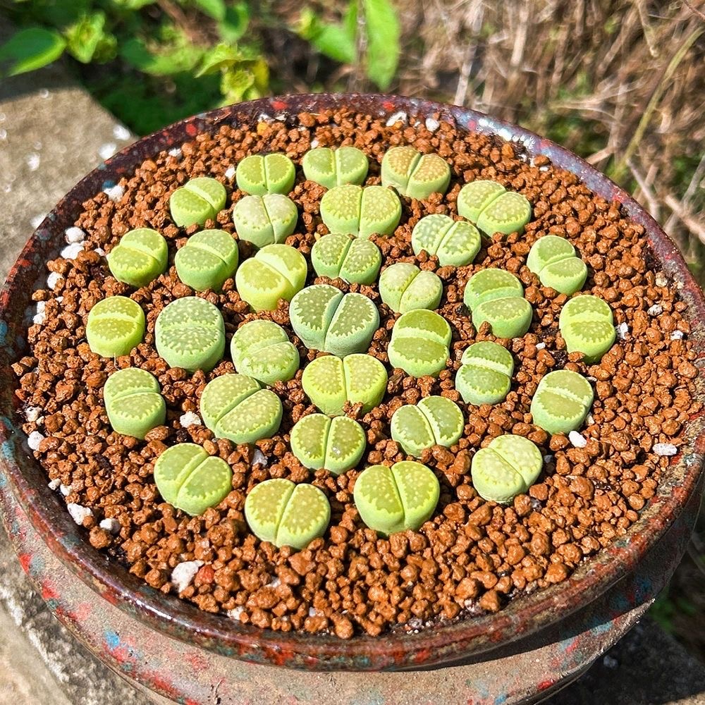 楽天市場】多肉植物 サボテン 虹牡丹錦 開花 美羽 強刺 大株