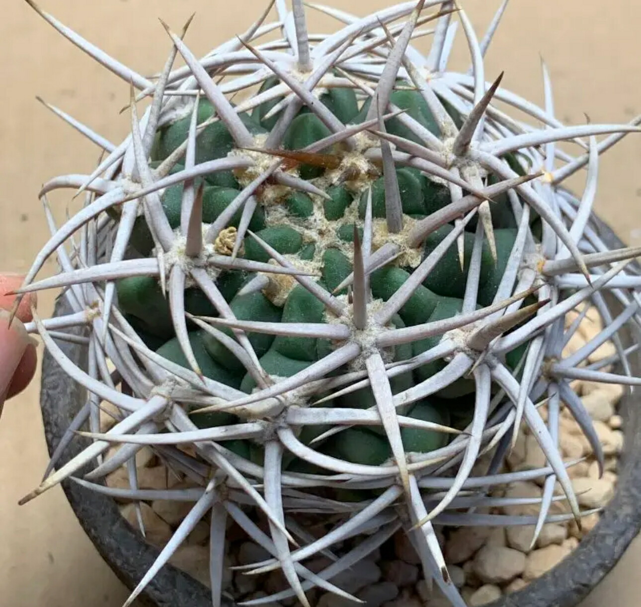 楽天市場】狂刺 .短刺 天平丸 サボテン 2.5-4cmカット苗 1個入り