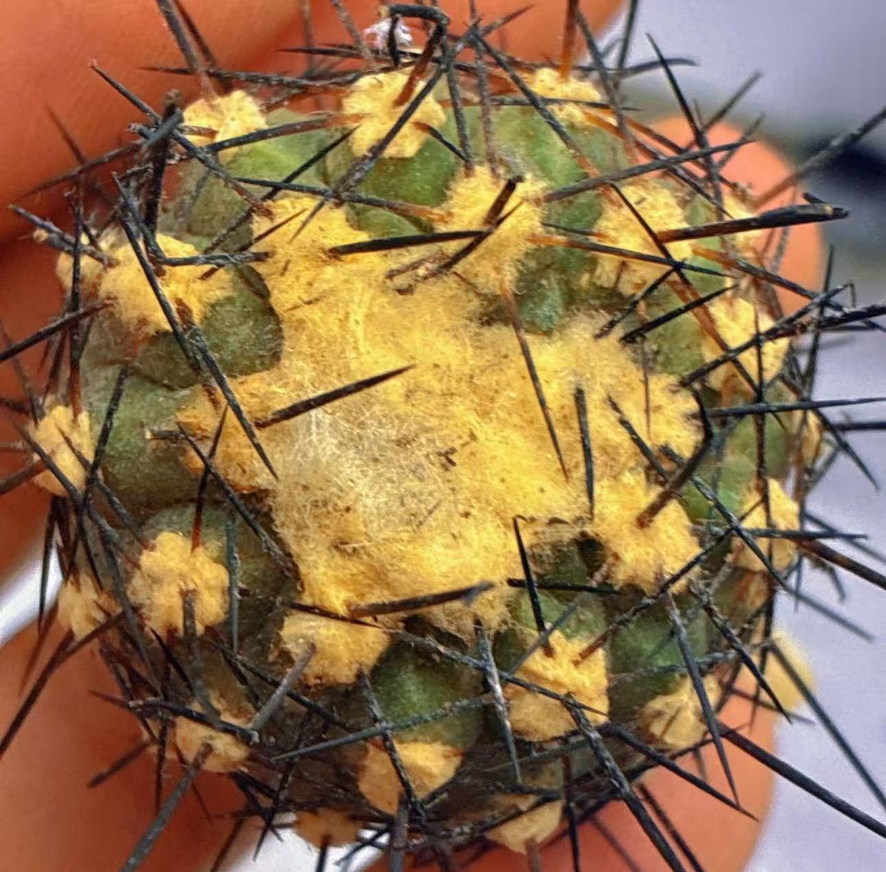 特選株　短棘　狂棘　鬼棘　天平丸　① 特選株 短棘 狂棘 鬼棘 天平丸 ①