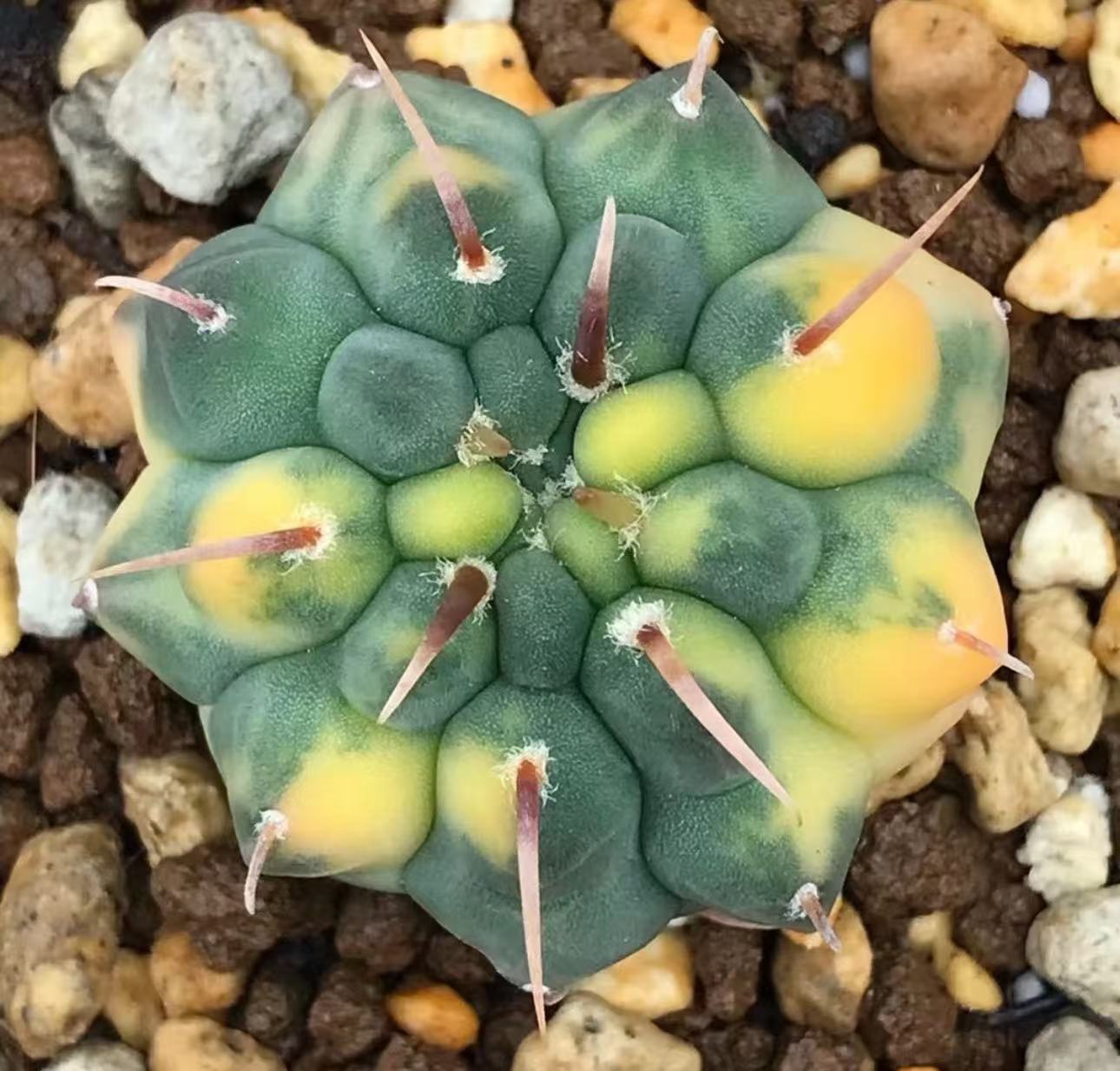 楽天市場】狂刺 .短刺 天平丸 サボテン 2.5-4cmカット苗 1個入り