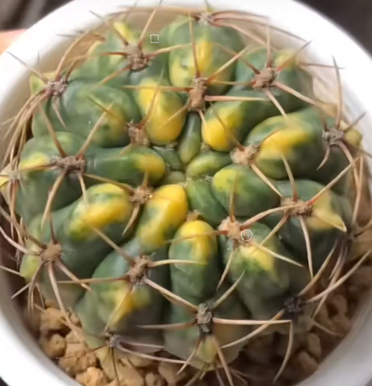 特選株　短棘　狂棘　鬼棘　天平丸　2頭　貴重 特選株 短棘 狂棘 鬼棘 天平丸 2頭 貴重 【公式通販】