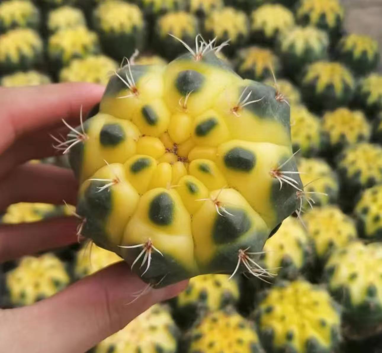 楽天市場】孔雀サボテン（クジャクサボテン） 紫勲（シクン） 5号鉢