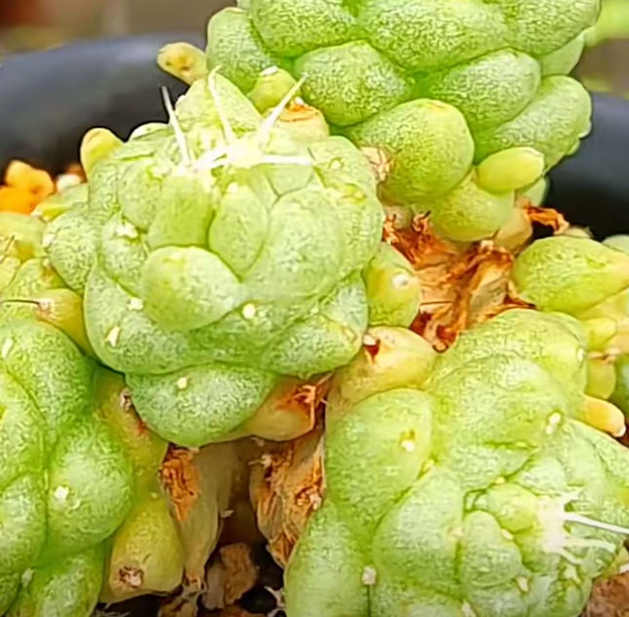 楽天市場】孔雀サボテン（クジャクサボテン） 紫勲（シクン） 5号鉢