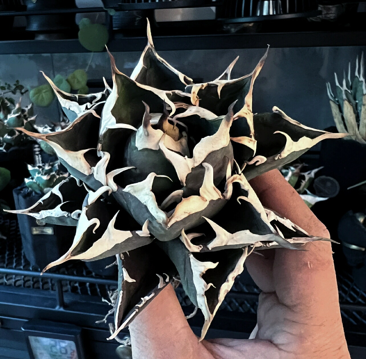 楽天市場】アガベ チタノタ 福白 白鯨 優良血統超極上棘 美株 約5cm