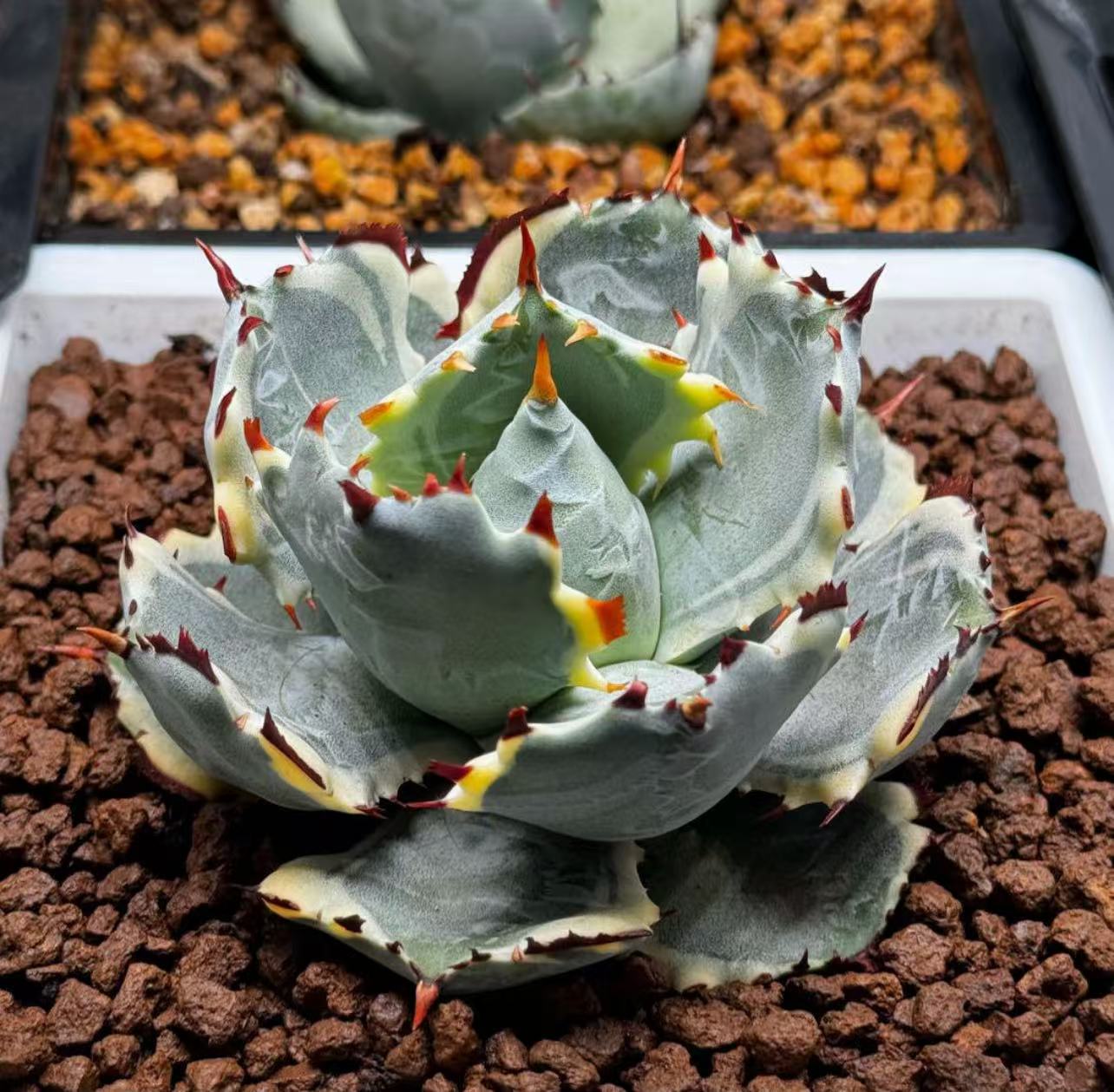 楽天市場】特選子株 強刺 アガベ チタノタ 白鯨 稿斑錦 厚い葉特選美品