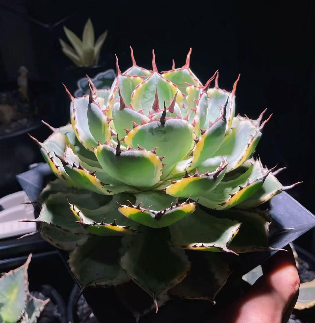 楽天市場】アガベ チタノタ ブラックドラゴン 1株入り 4cm~6cm : Easy