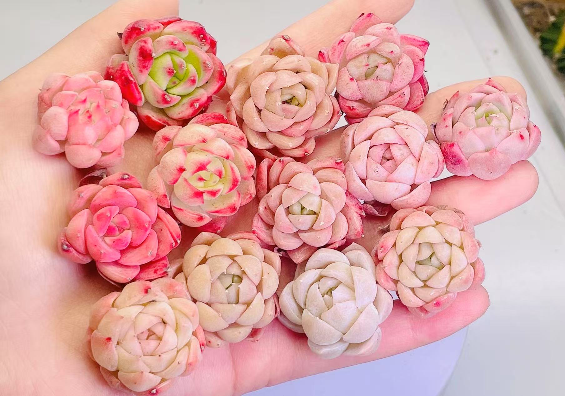 楽天市場】多肉植物 サボテン 虹牡丹錦 開花 美羽 強刺 大株 実生4-6cm