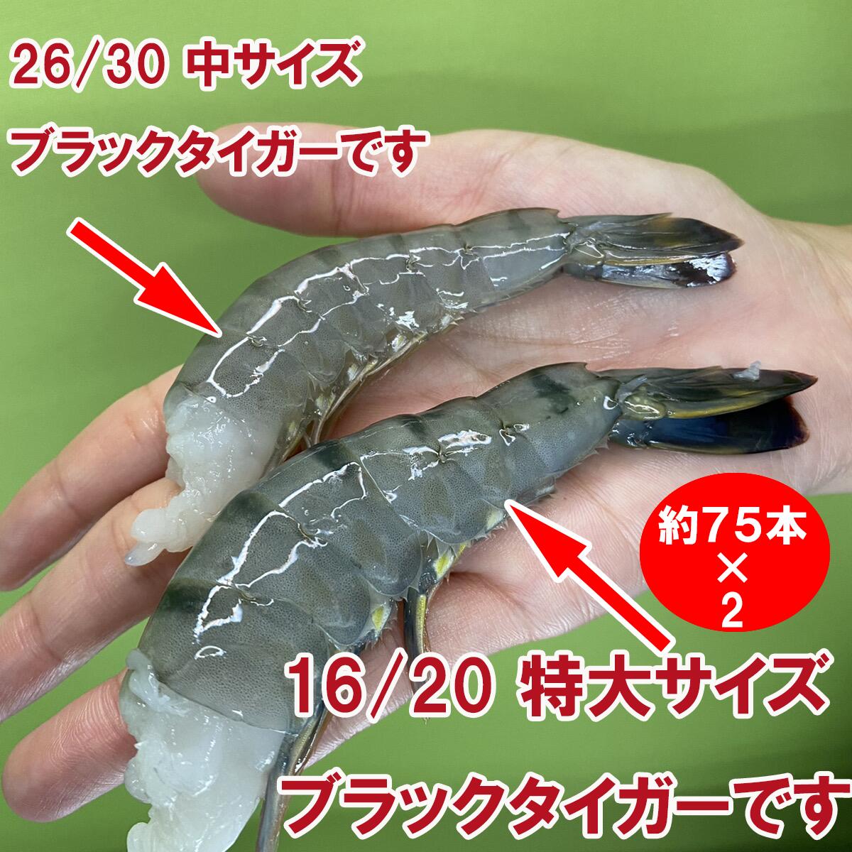 競売 まとめてお得 たっぷり2個 約150本入り活〆ブラックタイガー 無頭えび 16 特大サイズ 900gx2x2個 冷凍えび 海老 エビ 美味しい海老 美味しいエビフライ 冷凍エビ Fucoa Cl