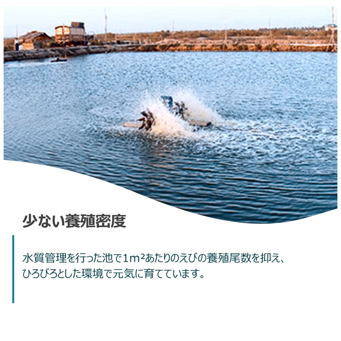 楽天市場 長さ２5センチ級 天然有頭シータイガーえび 1 5kg 15尾サイズ 海老 エビ 冷凍えび スリランカ バーベキュー エビフライ 有頭えび 美味しい海老 美味しいエビフライ えび専門店 海老右衛門