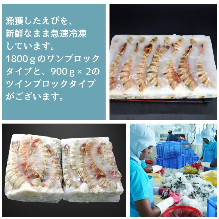 超超特大 6/8サイズ 約24尾〜32尾入り 天然シータイガー 無頭