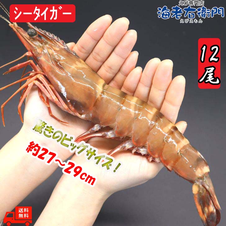超超特大！天然有頭シータイガーえび 1.5kg 12尾サイズ ゆうとう 海老 エビ 大きい 冷凍えび バーベキュー エビフライ 有頭エビ 美味しい海老 冷凍エビ 冷凍 巨大 超特大 シータイガー 特大エビ エビ天ぷら bbq bbq食材 海鮮 具 材 鉄板焼 海鮮プレゼント 海老ギフト 業務用