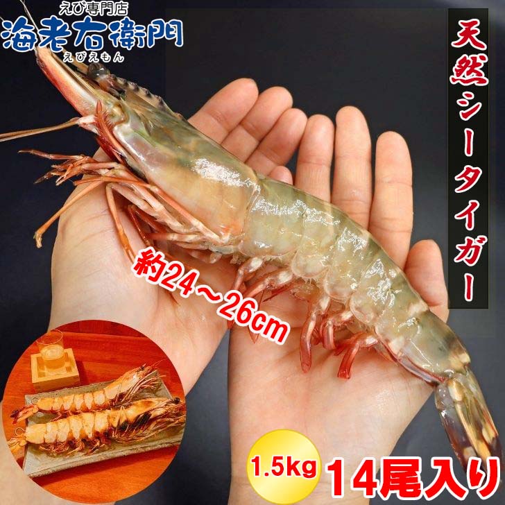 楽天市場】【当店直輸入！】超超特大！天然有頭シータイガー えび 1.5kg 14尾サイズ 特大 ブラックタイガー 殻付き 海老 巨大 エビ 頭 大きい  種類 高級 美味しい 冷凍エビ 冷凍えび 有頭エビ えび冷凍 から付きエビ スリランカ 超超特大エビフライ バーベキュー 送料無料 ...