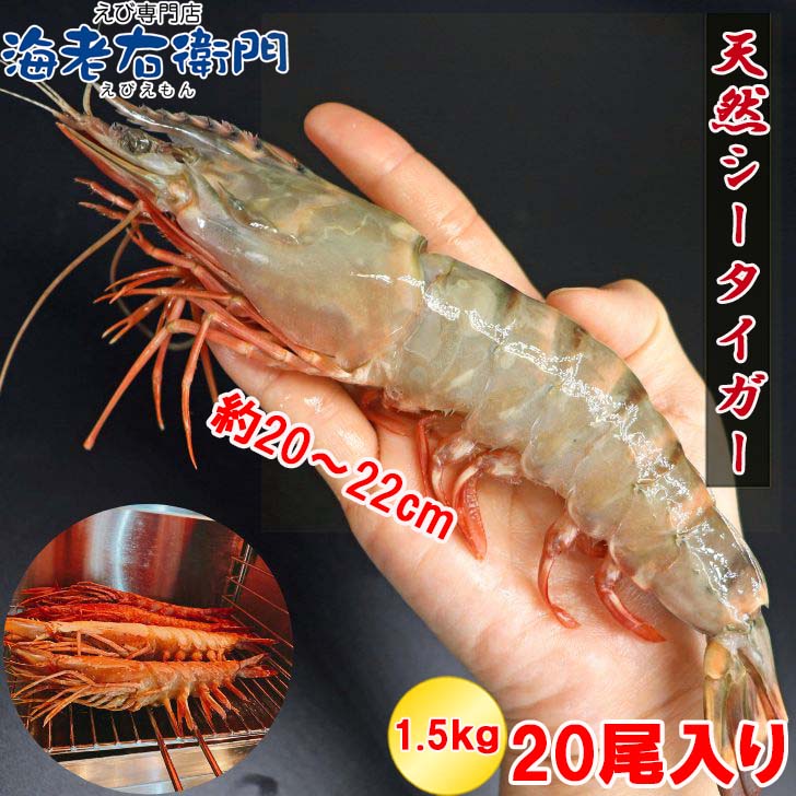 【当店直輸入！】超超特大！天然有頭シータイガー えび 1.5kg 20尾サイズ 特大 ブラックタイガー 殻付き 海老 巨大 エビ 頭 大きい 種類 高級 美味しい 冷凍エビ 冷凍えび 有頭エビ えび冷凍 から付きエビ スリランカ 超超特大エビフライ バーベキュー 送料無料 業務用