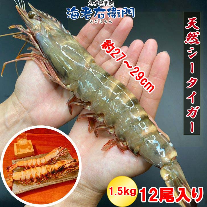 超超特大 天然有頭シータイガー えび 1.5kg 12尾サイズ 特大 ブラックタイガー 殻付きエビ 有頭 冷凍 殻付き 海老 巨大 海鮮 バーベキュー エビ BBQ海鮮 お取り寄せ 食材 頭 大きい 種類 高級エビ エビフライ 冷凍エビ 冷凍えび 有頭エビ 超超特大エビフライ 送料無料 業務用