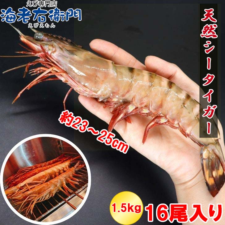 【当店直輸入！】超超特大！天然有頭シータイガー えび 1.5kg 16尾サイズ 特大 ブラックタイガー 殻付き 海老 巨大 エビ 頭 大きい 種類 美味しい 冷凍エビ 冷凍えび 有頭エビ 大海老 高級 スリランカ エビフライ バーベキュー 海鮮 お取り寄せ 送料無料 業務用