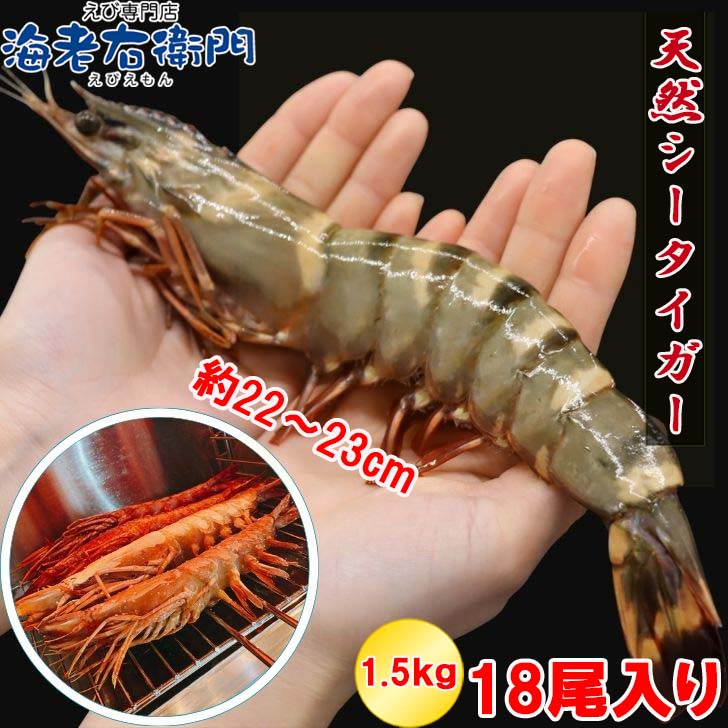 【当店直輸入！】超特大！天然有頭シータイガーえび 1.5kg 18尾サイズ 特大 ブラックタイガー ゆうとう 海老 エビ 大きい 冷凍えび スリランカ バーベキュー エビフライ 有頭エビ 美味しい海老 美味しいエビフライ 巨大 おおきい 送料無料 業務用