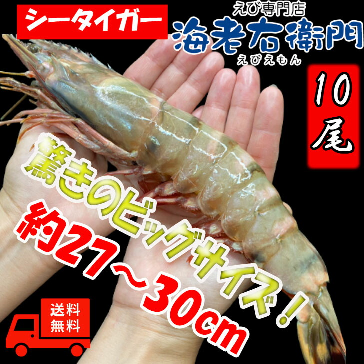 超超特大 天然有頭シータイガーえび 1 5kg 10尾サイズ 特大 ゆうとう 海老 エビ 大きい 冷凍えび スリランカ バーベキュー エビフライ 有頭 エビ Novix Com