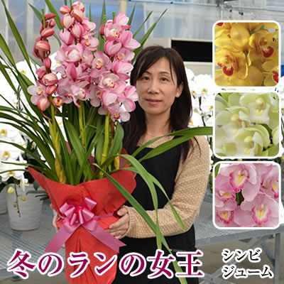 楽天市場 胡蝶蘭一覧 胡蝶蘭 2本立て 胡蝶蘭の生産販売 海老名洋蘭園
