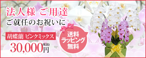 楽天市場】【1000円クーポン発行中】20輪～【さくら姫ボリュームアップ