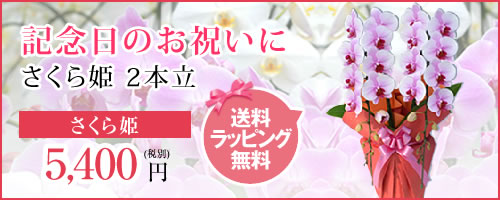 楽天市場】【1000円クーポン発行中】20輪～【さくら姫ボリュームアップ