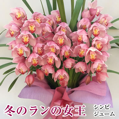 楽天市場 シンビジウム サーモンピンク色 3本立て 光触媒 造花 本物そっくり 花 ギフト クロスリー スタイル