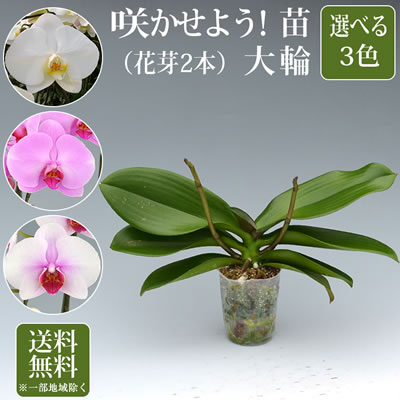 楽天市場 花付き株 ファレノプシス アマビリス Phal Amabilis 原種 3号鉢 30cm 開花サイズ Bs 渥美洋らんセンタースズキラン園
